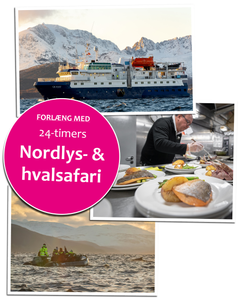 Hvalsafari- og nordlyscruise i Tromsø