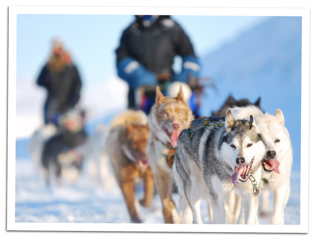 HUNDESLÆDE PÅ SVALBARD